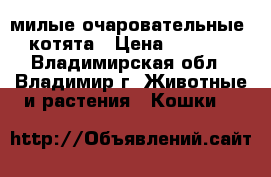милые очаровательные  котята › Цена ­ 3 500 - Владимирская обл., Владимир г. Животные и растения » Кошки   